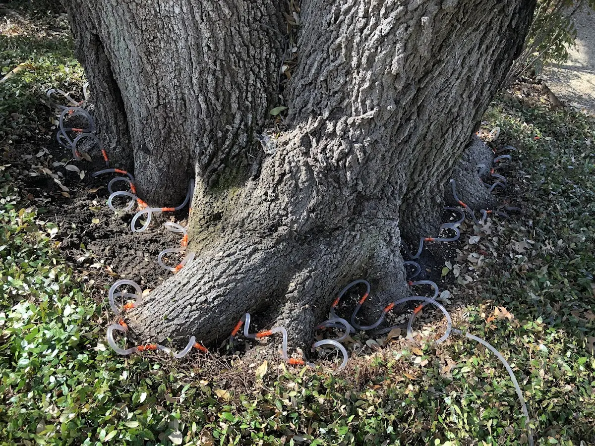 Detailed Tree Cabling and Bracing job site in New Bedford
