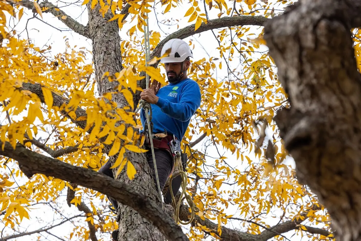 Skilled Tree Transplanting crew working in New Bedford